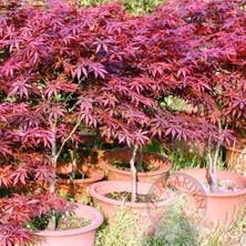 Zengarden Acer Palmatum Akçaağaç Tohumu Suminagashi Cv Japon