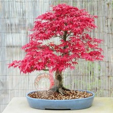 Zengarden Acer Palmatum Akçaağaç Tohumu Suminagashi Cv Japon