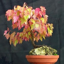 Zengarden Acer Tataricum Flame Akçaağaç Tohumu Ginalla Flame Amur Maple