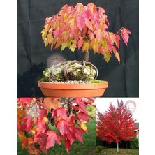 Zengarden Acer Tataricum Flame Akçaağaç Tohumu Ginalla Flame Amur Maple