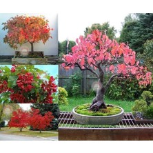 Zengarden Acer Tataricum Flame Akçaağaç Tohumu Ginalla Flame Amur Maple