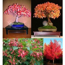 Zengarden Acer Tataricum Flame Akçaağaç Tohumu Ginalla Flame Amur Maple