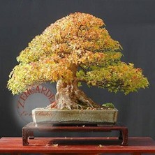 Zengarden Trident Maple Acer Buergeranum Akçaağaç Tohumu