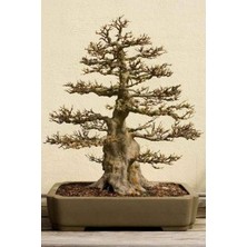 Zengarden Trident Maple Acer Buergeranum Akçaağaç Tohumu