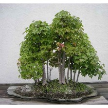 Zengarden Trident Maple Acer Buergeranum Akçaağaç Tohumu