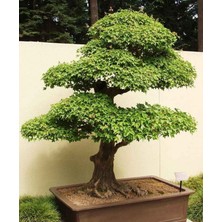 Zengarden Trident Maple Acer Buergeranum Akçaağaç Tohumu