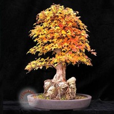 Zengarden Acer Ginnala Akçaağaç Tohumu Amur Maple