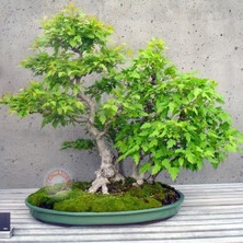 Zengarden Acer Ginnala Akçaağaç Tohumu Amur Maple