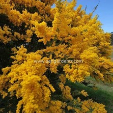 Zengarden Yayılıcı Sarkan Akasya Tohumu Yerörtücü Acacia Cultriformis