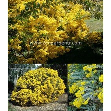 Zengarden Yayılıcı Sarkan Akasya Tohumu Yerörtücü Acacia Cultriformis