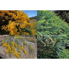 Zengarden Yayılıcı Sarkan Akasya Tohumu Yerörtücü Acacia Cultriformis