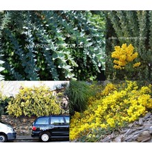 Zengarden Yayılıcı Sarkan Akasya Tohumu Yerörtücü Acacia Cultriformis