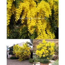 Zengarden Gümüş Akasya Tohumu Acacia Dealbata Silver Wattle