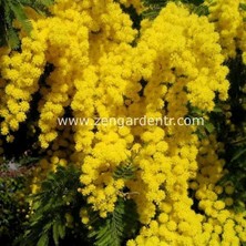 Zengarden Gümüş Akasya Tohumu Acacia Dealbata Silver Wattle