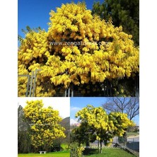 Zengarden Gümüş Akasya Tohumu Acacia Dealbata Silver Wattle