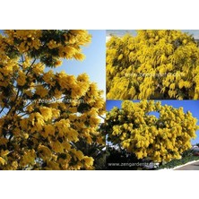 Zengarden Gümüş Akasya Tohumu Acacia Dealbata Silver Wattle