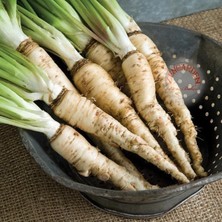 Zengarden Salsify Tohumu Yemlikotu