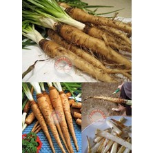 Zengarden Salsify Tohumu Yemlikotu