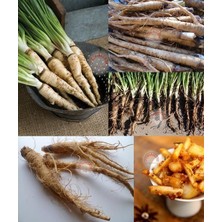 Zengarden Salsify Tohumu Yemlikotu