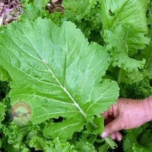 Zengarden Geniş Yaprak Hardal Otu Tohumu Geleneksel Mustard Florida Broadleaf Green