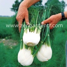 Zengarden Floransa Kök Rezene Tohumu Fennel