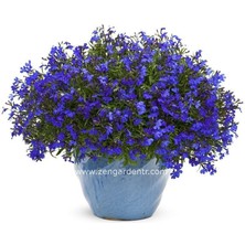 Zengarden Kobalt Mavi Lobelya Tohumu Lobelia Cobalt Blue