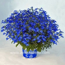 Zengarden Kobalt Mavi Lobelya Tohumu Lobelia Cobalt Blue