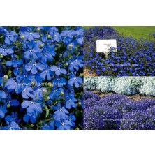 Zengarden Kobalt Mavi Lobelya Tohumu Lobelia Cobalt Blue