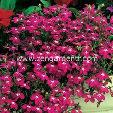 Zengarden Pembe Lobelya Tohumu Lobelia Rosamond