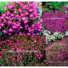 Zengarden Pembe Lobelya Tohumu Lobelia Rosamond