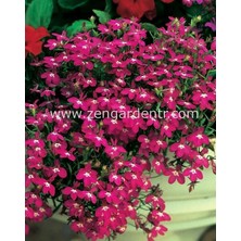 Zengarden Pembe Lobelya Tohumu Lobelia Rosamond