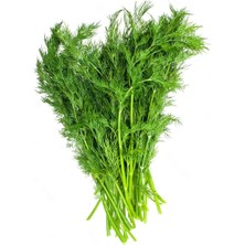 Zengarden Yaprak Rezene Tohumu Grosfruchtiger Leaf Fennel