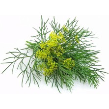 Zengarden Yaprak Rezene Tohumu Grosfruchtiger Leaf Fennel