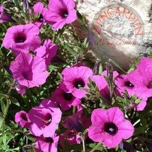 Zengarden Kokulu Petunya Tohumu Geleneksel Doğal Petunia Violacea