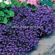 Zengarden Mor Lobelya Tohumu Lobelia Crystal Palace