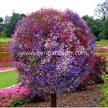 Zengarden Gül Sarkan Lobelya Tohumu Lobelia Pendula Çiçek Tohumu