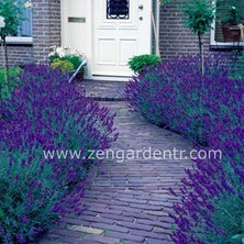 Zengarden Munstead Lavanta Tohumu Cüce Lavandula Angustifolia Ithal