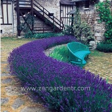 Zengarden Munstead Lavanta Tohumu Cüce Lavandula Angustifolia Ithal