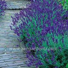 Zengarden Munstead Lavanta Tohumu Cüce Lavandula Angustifolia Ithal