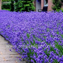 Zengarden Munstead Lavanta Tohumu Cüce Lavandula Angustifolia Ithal