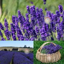 Zengarden Hidcote Mavi Lavanta Tohumu Dona Dayanıklı Ingiliz Lavandula Angustifolia Blue Ithal