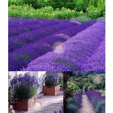 Zengarden Hidcote Mavi Lavanta Tohumu Dona Dayanıklı Ingiliz Lavandula Angustifolia Blue Ithal