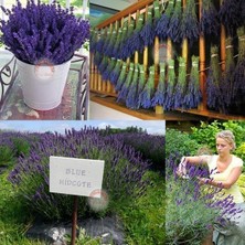 Zengarden Hidcote Mavi Lavanta Tohumu Dona Dayanıklı Ingiliz Lavandula Angustifolia Blue Ithal