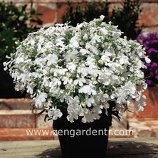 Zengarden Beyaz Lobelya Tohumu Lobelia White Lady