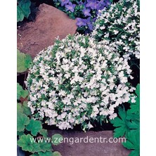 Zengarden Beyaz Lobelya Tohumu Lobelia White Lady