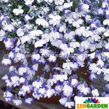 Zengarden Lobelya Tohumu Lobelia Blue Splash Mavi Beyaz Çiçekler