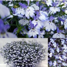 Zengarden Lobelya Tohumu Lobelia Blue Splash Mavi Beyaz Çiçekler