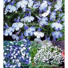 Zengarden Lobelya Tohumu Lobelia Blue Splash Mavi Beyaz Çiçekler