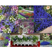 Zengarden Lobelya Tohumu Lobelia Blue Splash Mavi Beyaz Çiçekler