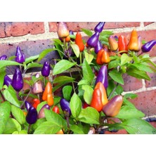 Zengarden Orta Acı Süs Biberi Tohumu Aurora Ornamental Pepper